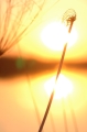 Sunset with weed 